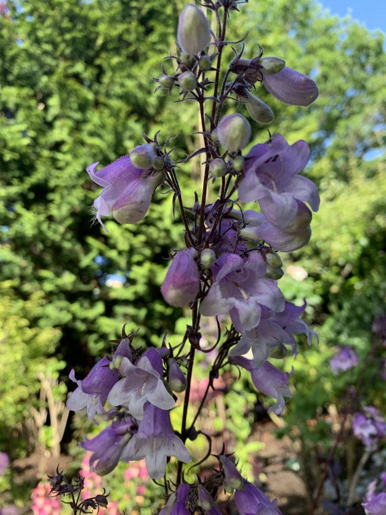 Penstemon