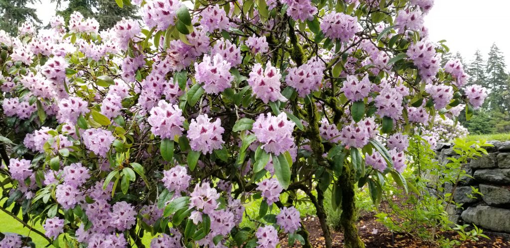 Splendor on the Course