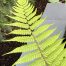 Autumn Fern Foliage