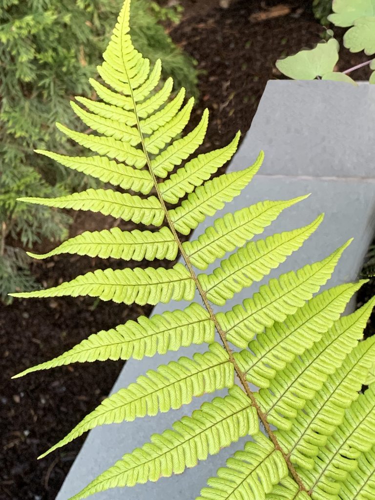 Autumn Fern Foliage