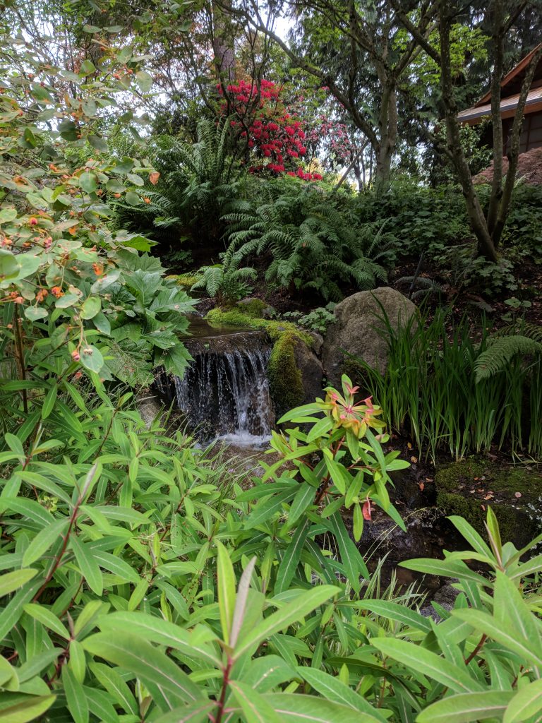 Appreciating the wonder of Bellevue Botanical Garden