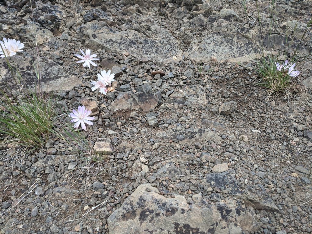 Bitterroot Among First Wildflowers of Spring in Shrub Steppe