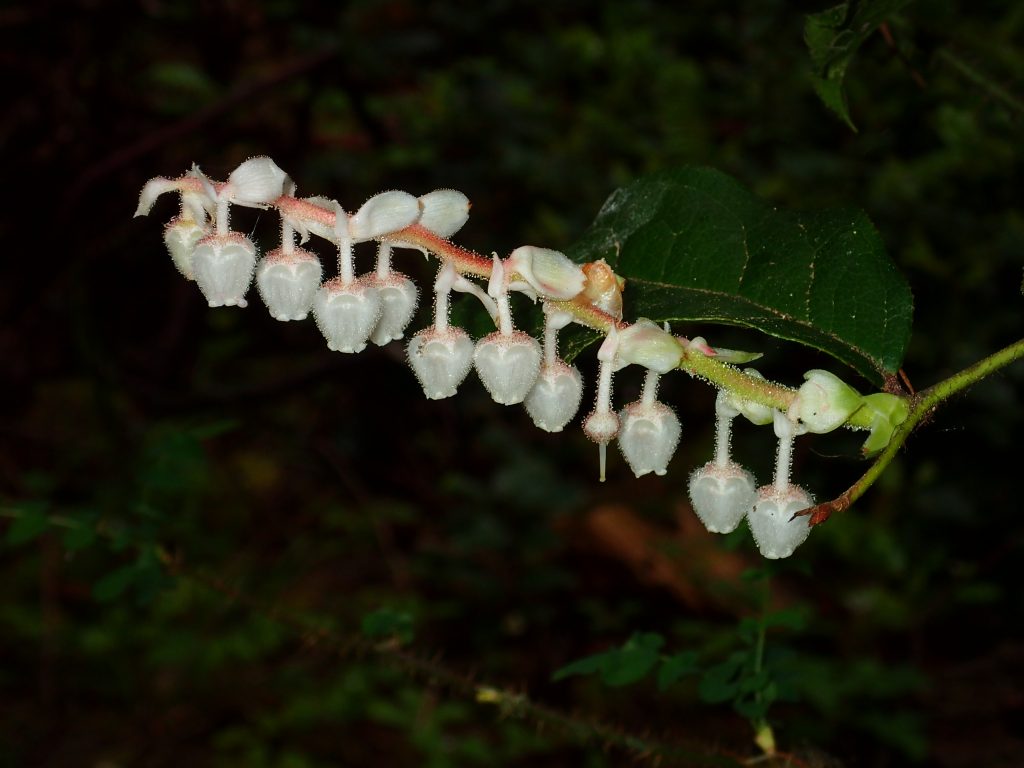 Salal fairy flowers