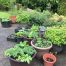 My Covid Veggies and Fruit Garden