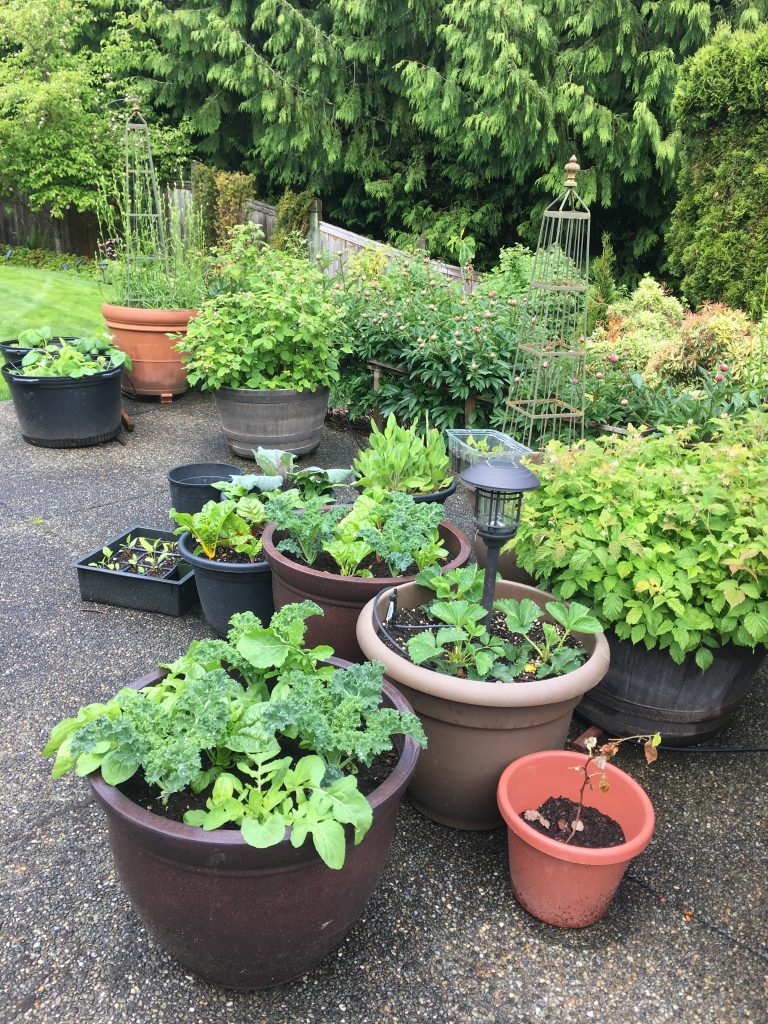My Covid Veggies and Fruit Garden