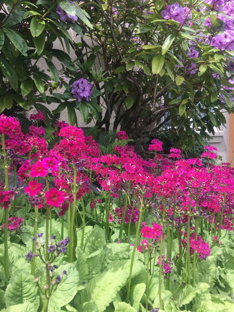 Spring cheer from my garden