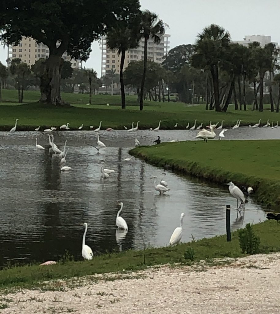 Awakening on Longboat Key