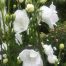 Dan Hinkley’s Double White Campanula
