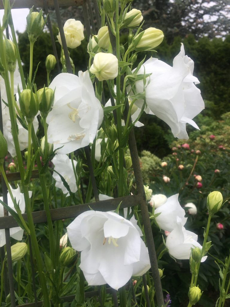 Dan Hinkley’s Double White Campanula