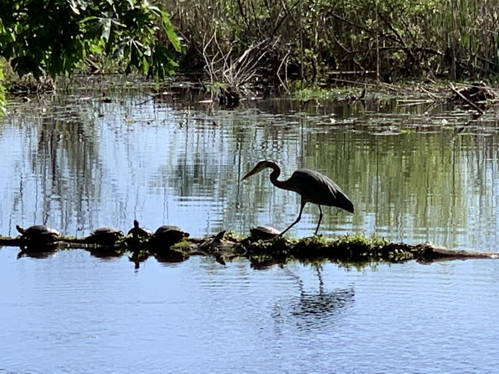 Heron and Turtles