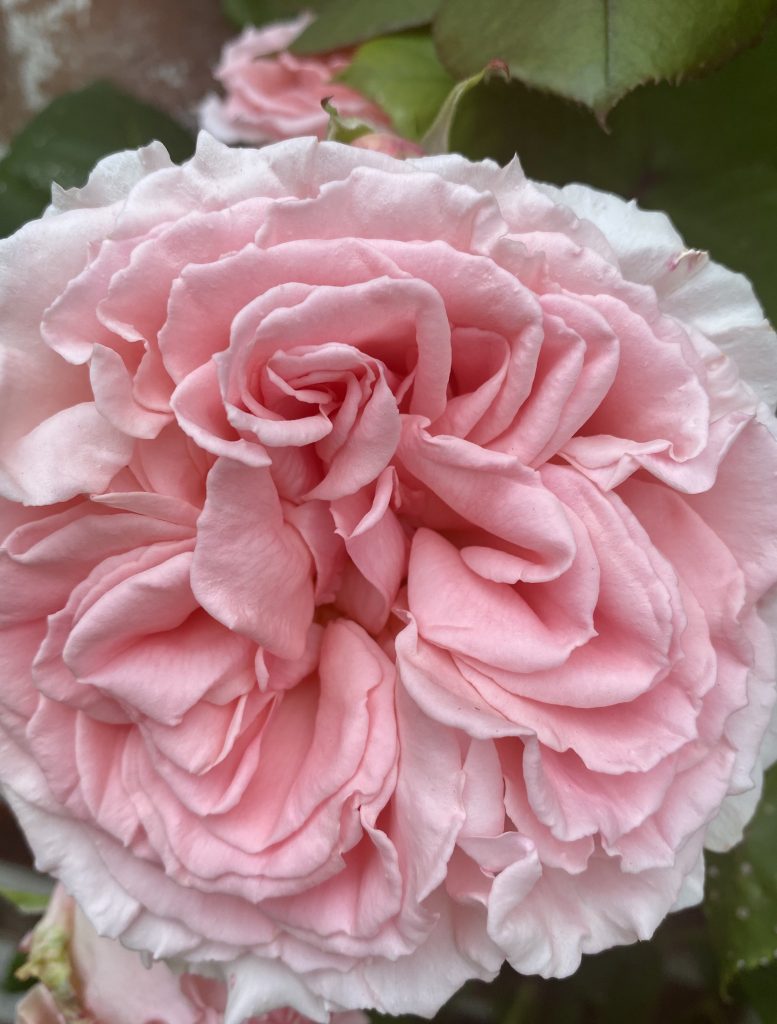 May happiness in the garden