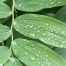 Raindrops on Solomon’s Seal