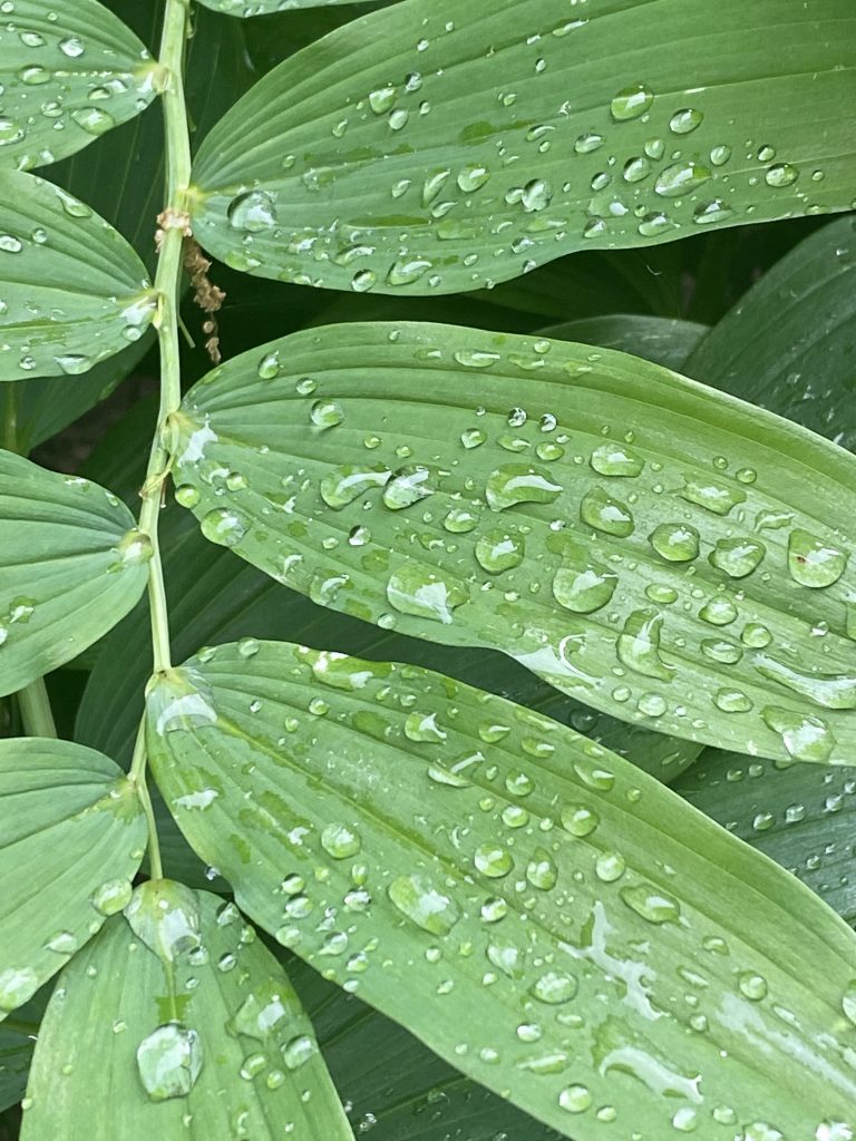 Raindrops on Solomon’s Seal