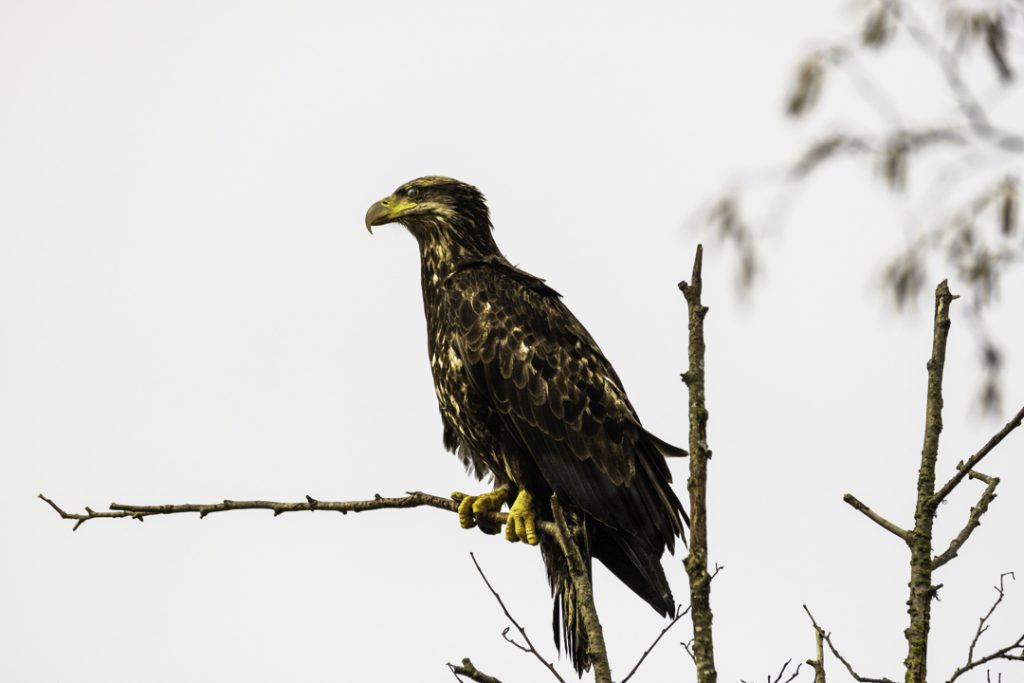 All Alone and Out On a Limb
