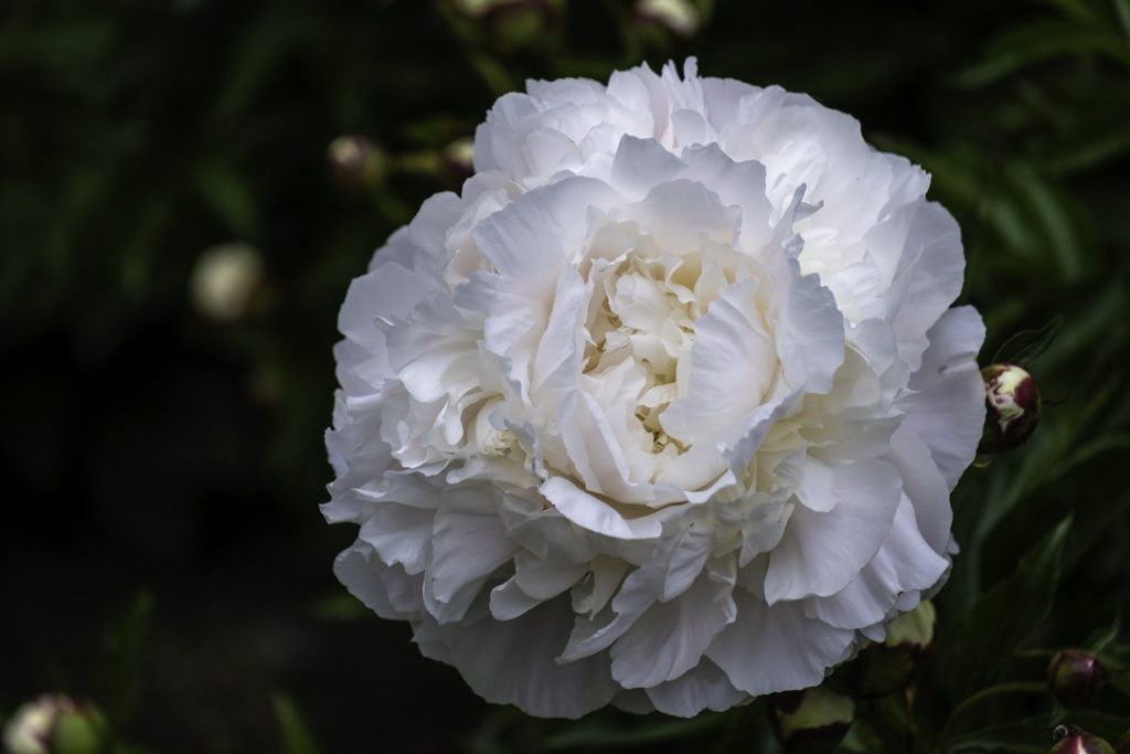 A Roze By Any Other Name is a Peony!