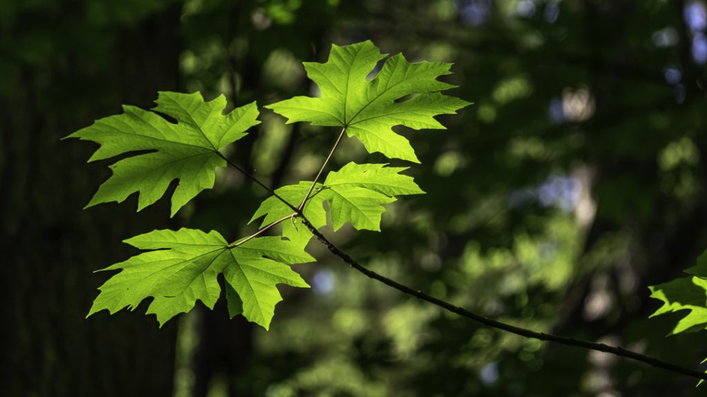 With the Light Comes Hope