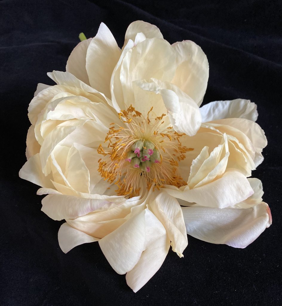 Peony