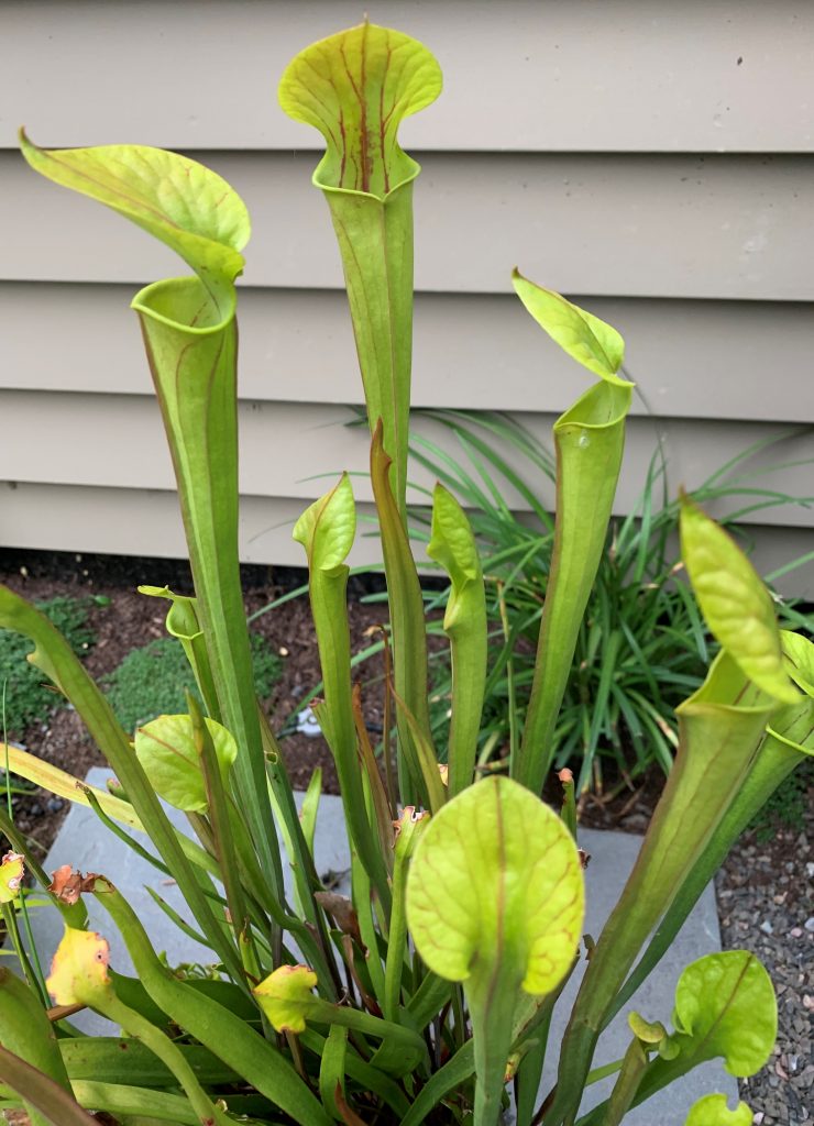 Carnivores Alive and Well!