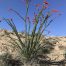Desert ocotillo