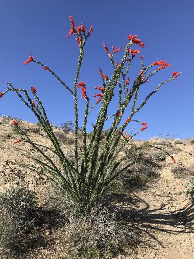 Desert ocotillo