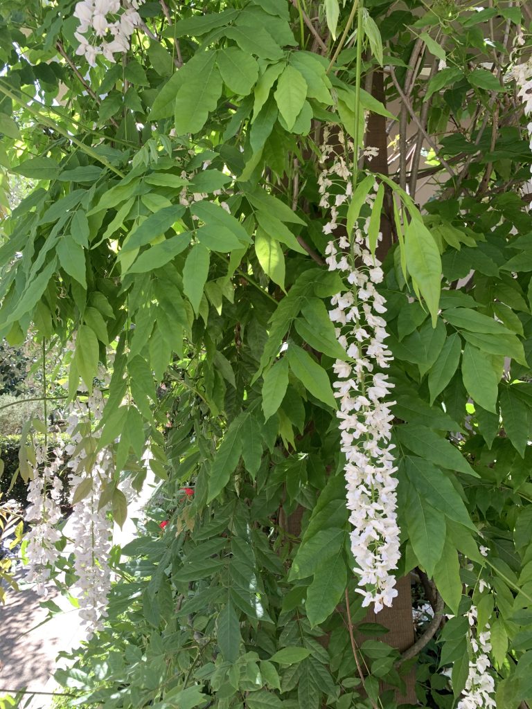 Wisteria
