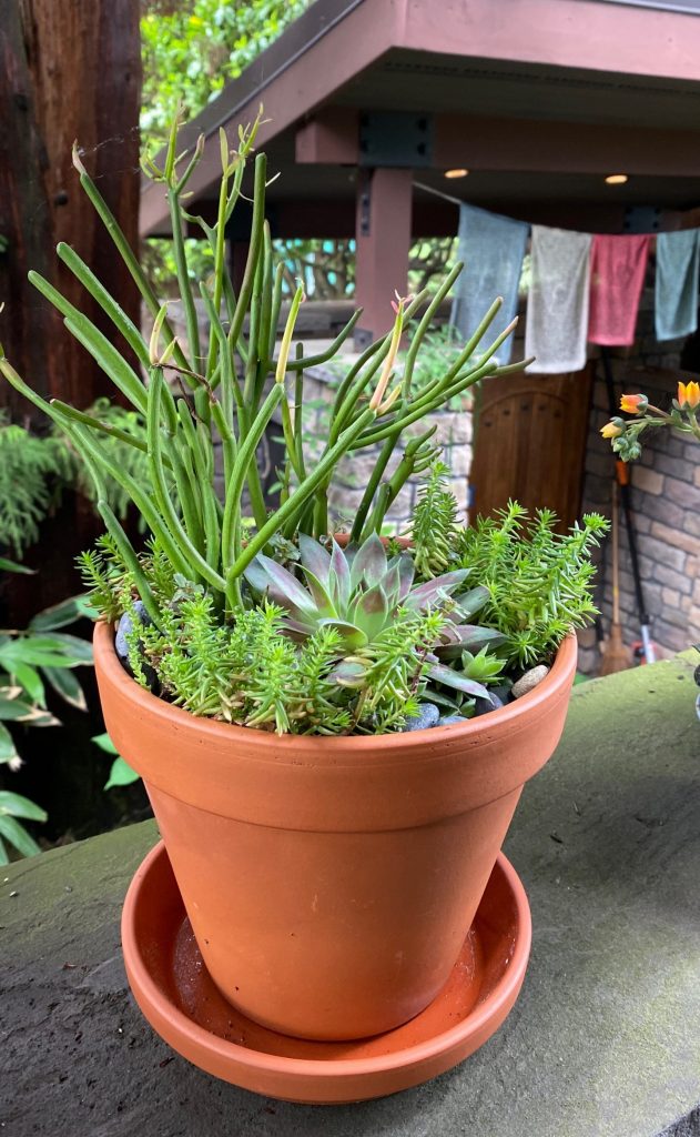 Birthday succulent composition created by son