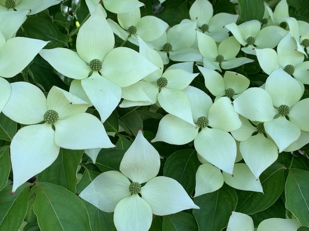 Dogwood Beauty