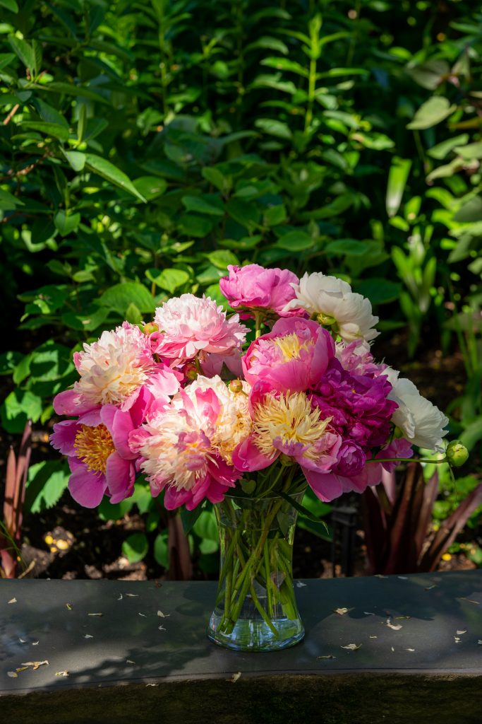 Peonies from my garden