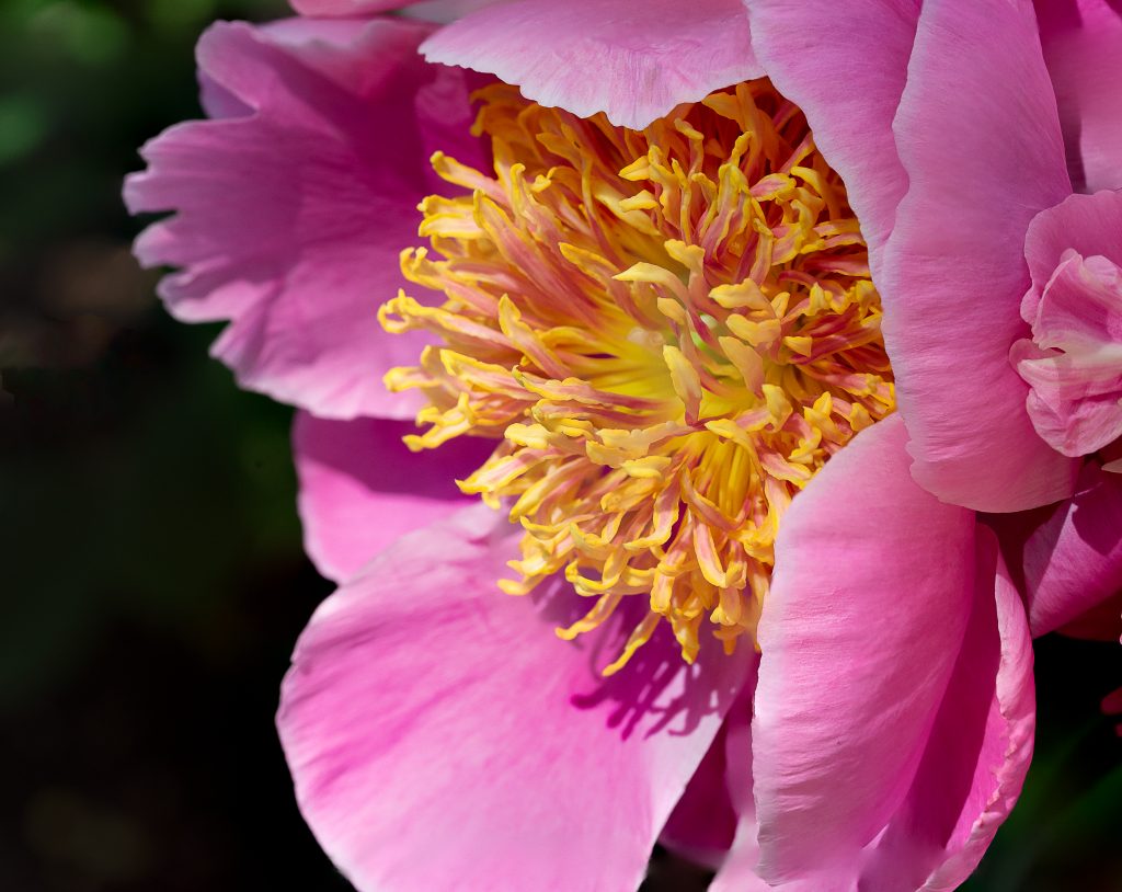 Peony