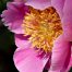 Peony