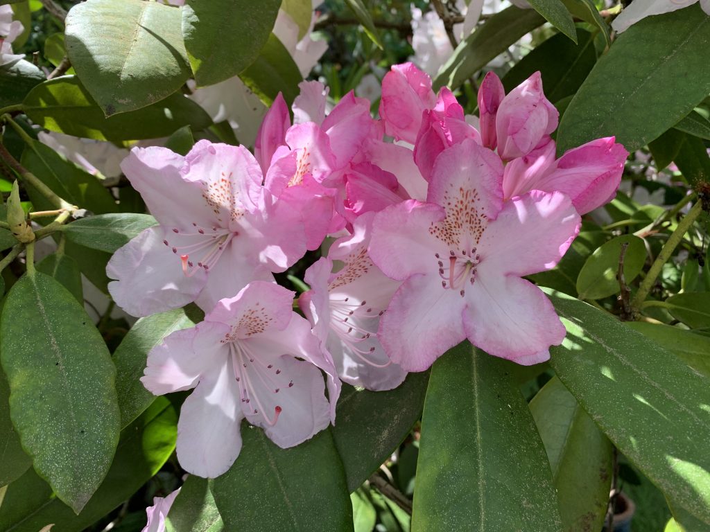 Rhododendron up close