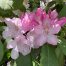Rhododendron up close
