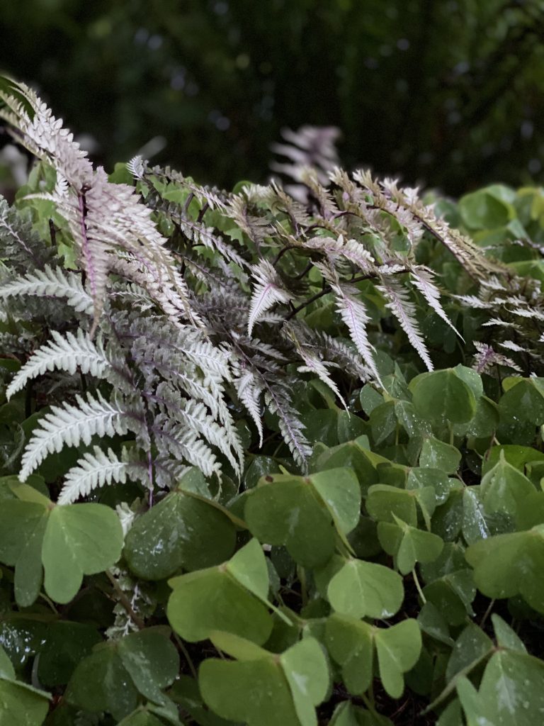 Luminescence in a woodland.