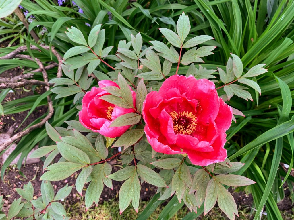 Red Tree Peony