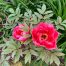 Red Tree Peony