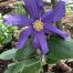Blue Clematis