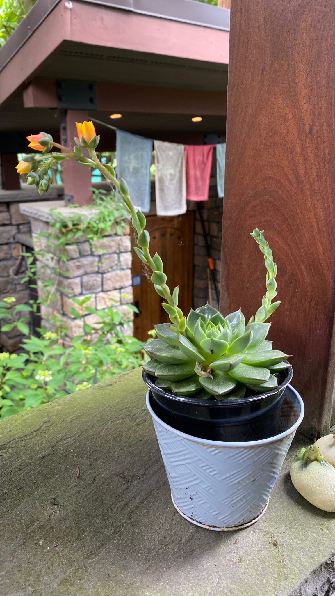 Blue echeveria by Kim BishopIMG_0871