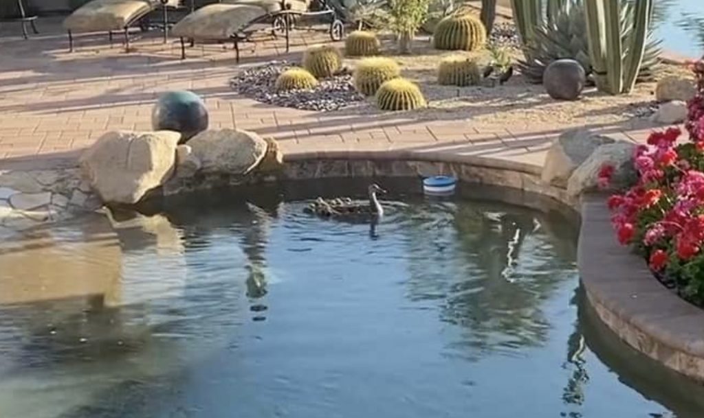 VIDEO - Make Way For Desert Ducklings