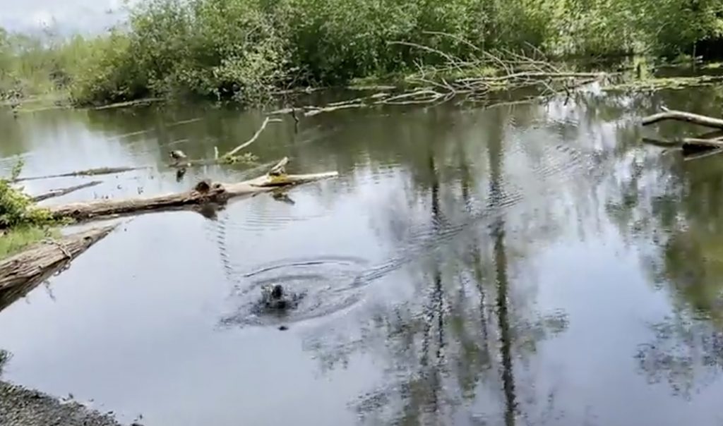VIDEO - Duck Swimming