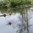 VIDEO – Duck Swimming