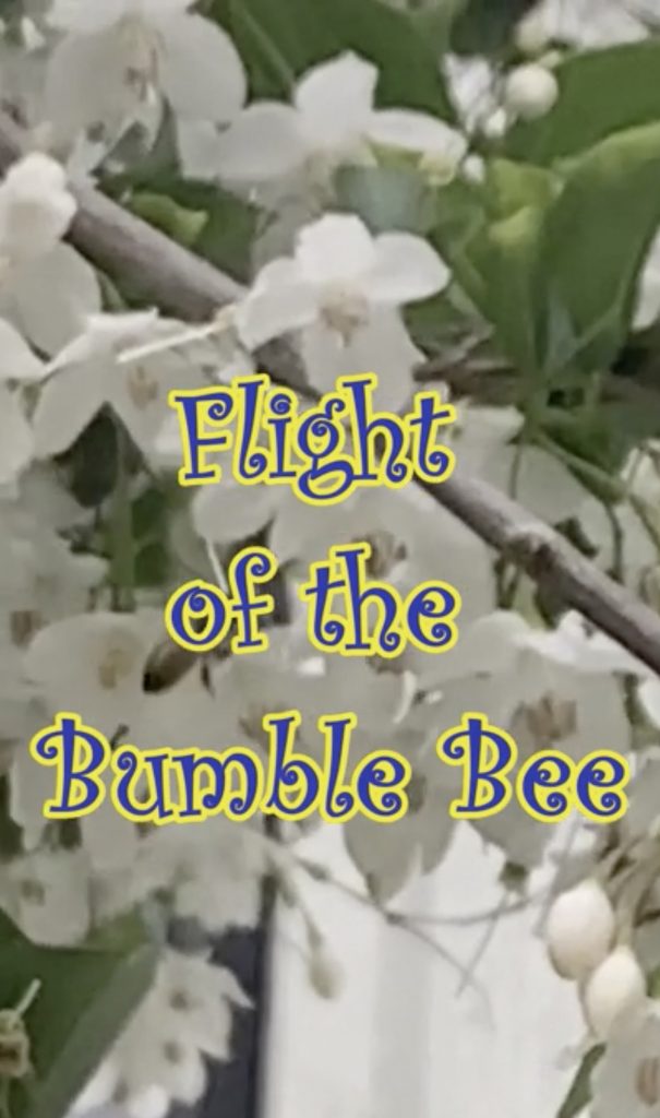 VIDEO - POLLINATORS ARE OUR FRIENDS