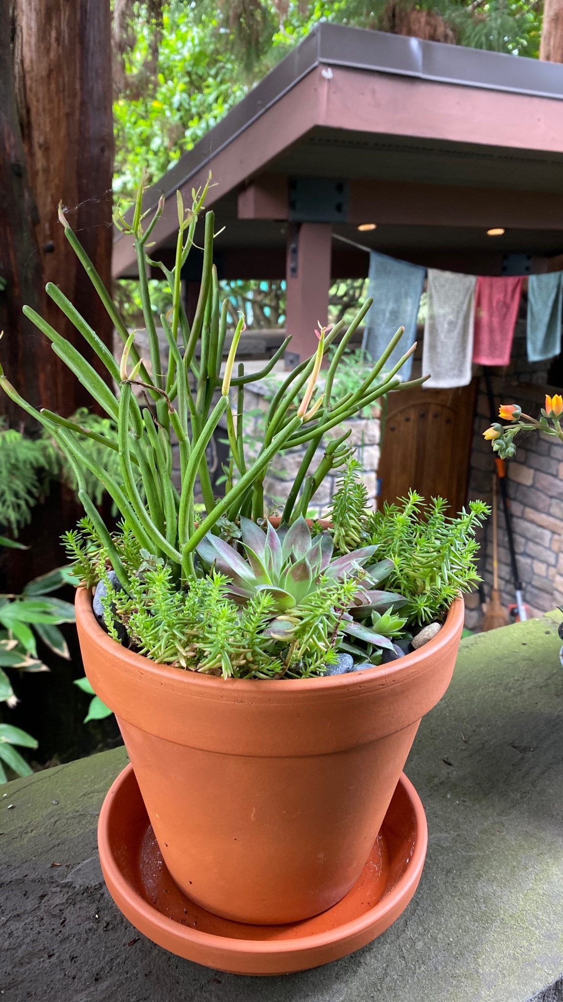 Penci Cactus IMG_0872