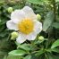 Carpenteria californica – Tree anemone