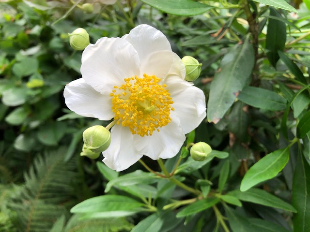 Carpenteria californica - Tree anemone
