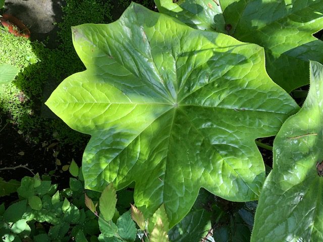 Podophyllum scouleri - (Chinese Mayapple)