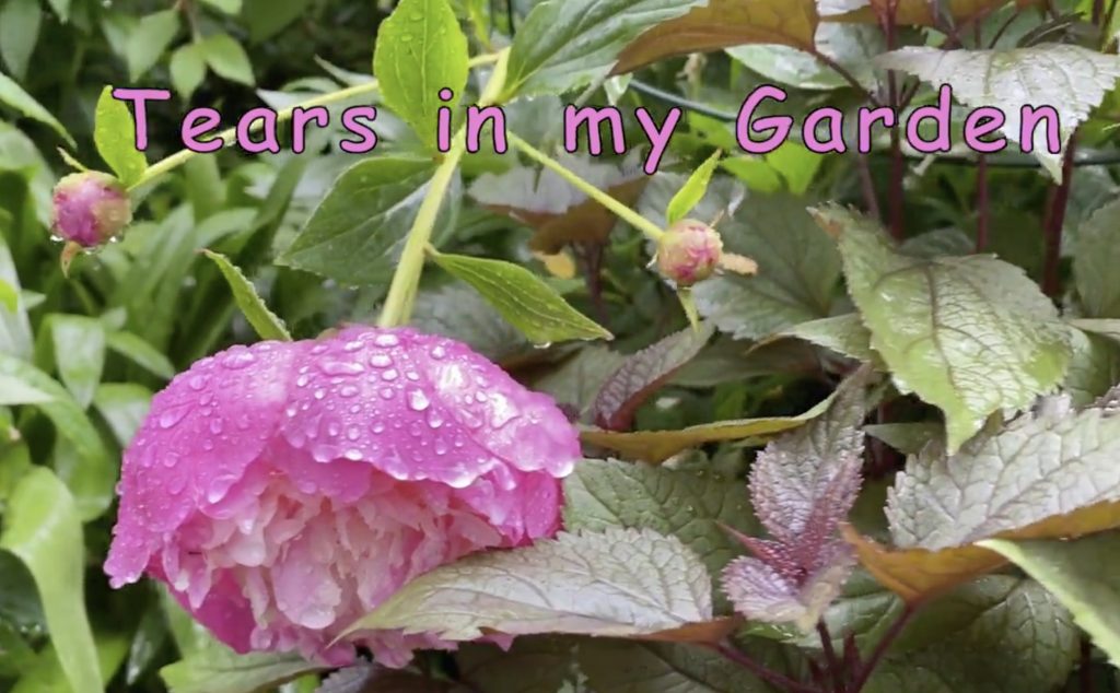 VIDEO - Tears in my Garden