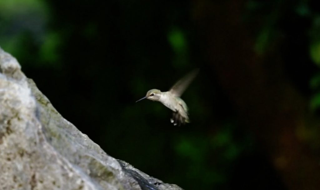 VIDEO - VISITORS AMIDST COVID