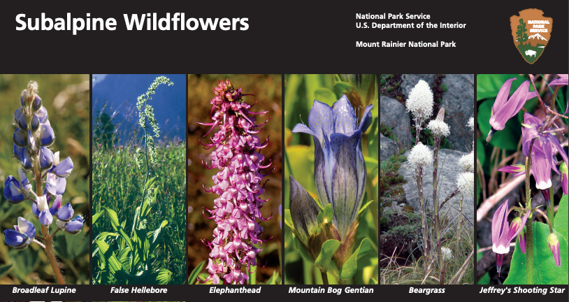 SGC Hiker Interest: Subalpine Wildflower Guide from National Park Service