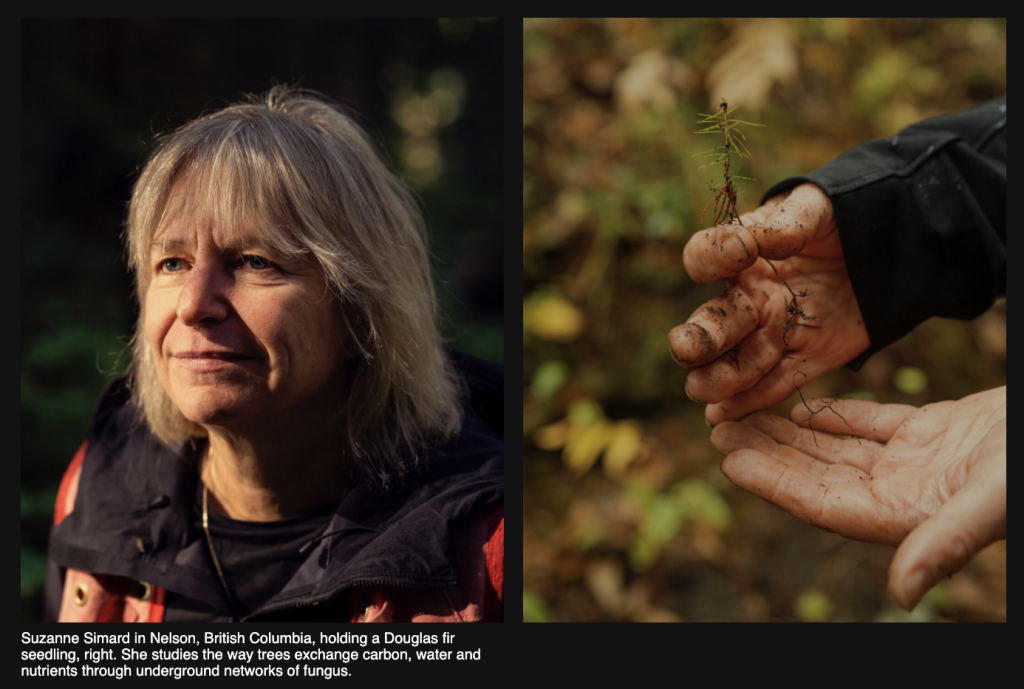 Screen Shot 2020-12-04 at 1.16.31 PM