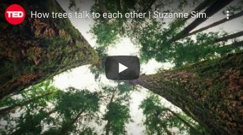 The Social Life Of Forests and Susan Simard